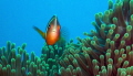   cheeky clownfish watching me whilst him  